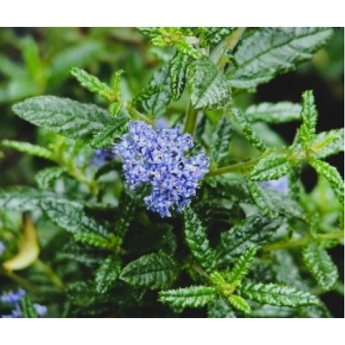 Ceanothus Blue Pacific Californian lilac 1 Flowering plants papillosus Ceanothus Blue Pacific Californian lilac 1 Flowering plants papillosus
